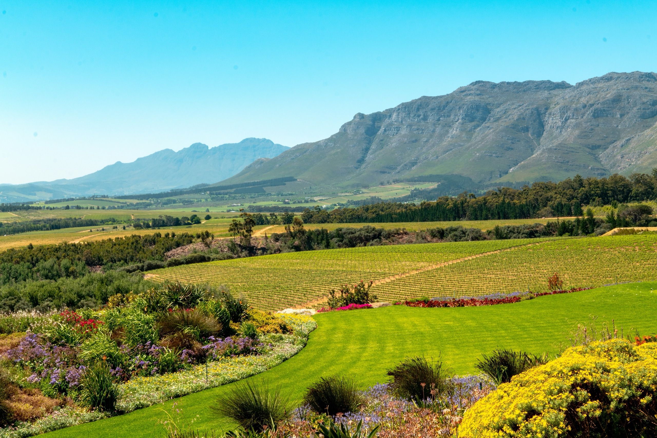 Vineyard terraces and flower borders running out to a mountain range under a clear sky